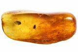 Detailed Fossil Beetle (Coleoptera) In Baltic Amber #81708-3